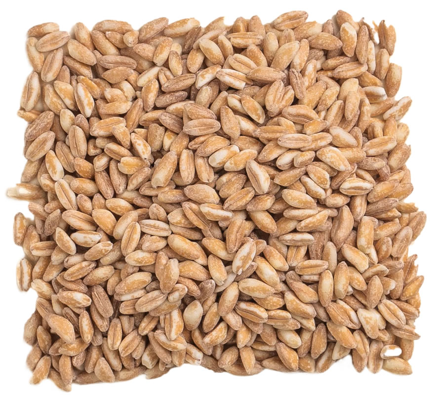 Hasiotis, Emmer Wheat Zea Seeds, 250g