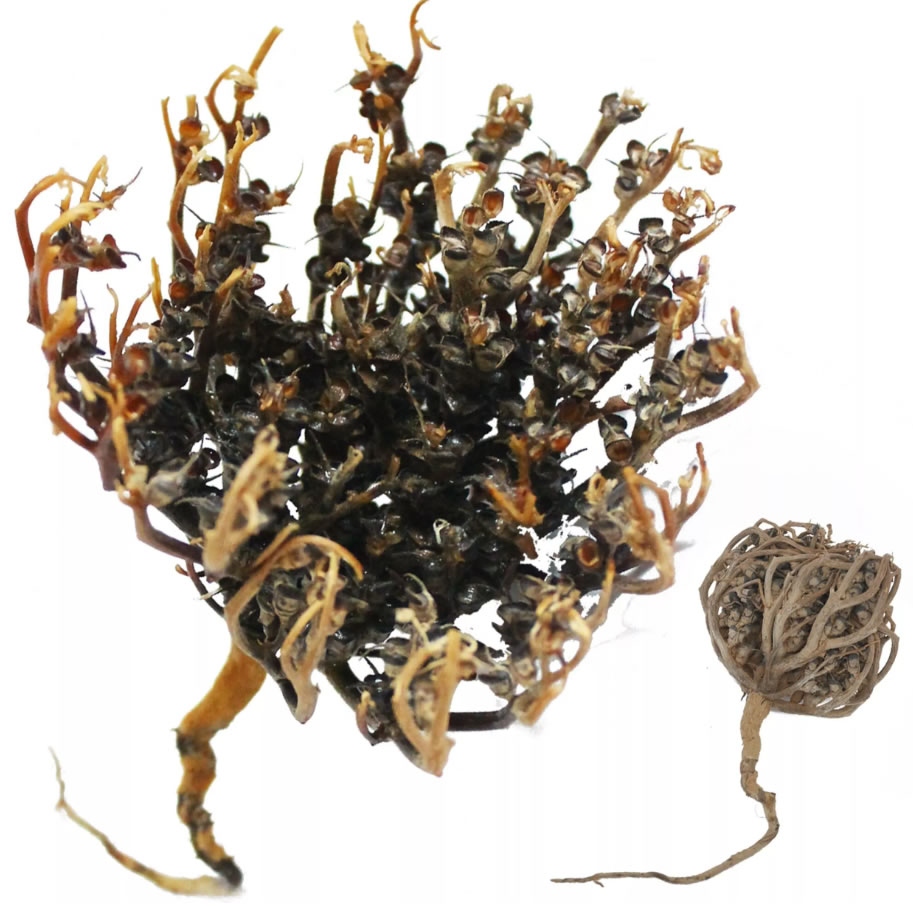 Orinko, Rose of Jericho – Chajarat Mariam